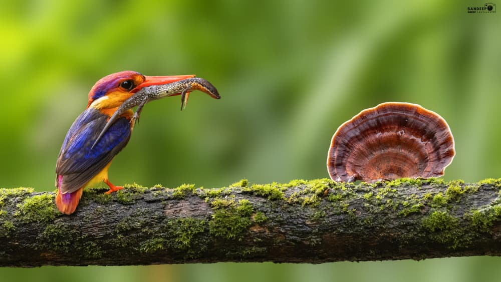Vibrant Kingfisher Catch by Sandeep Shroff — canvas wall art