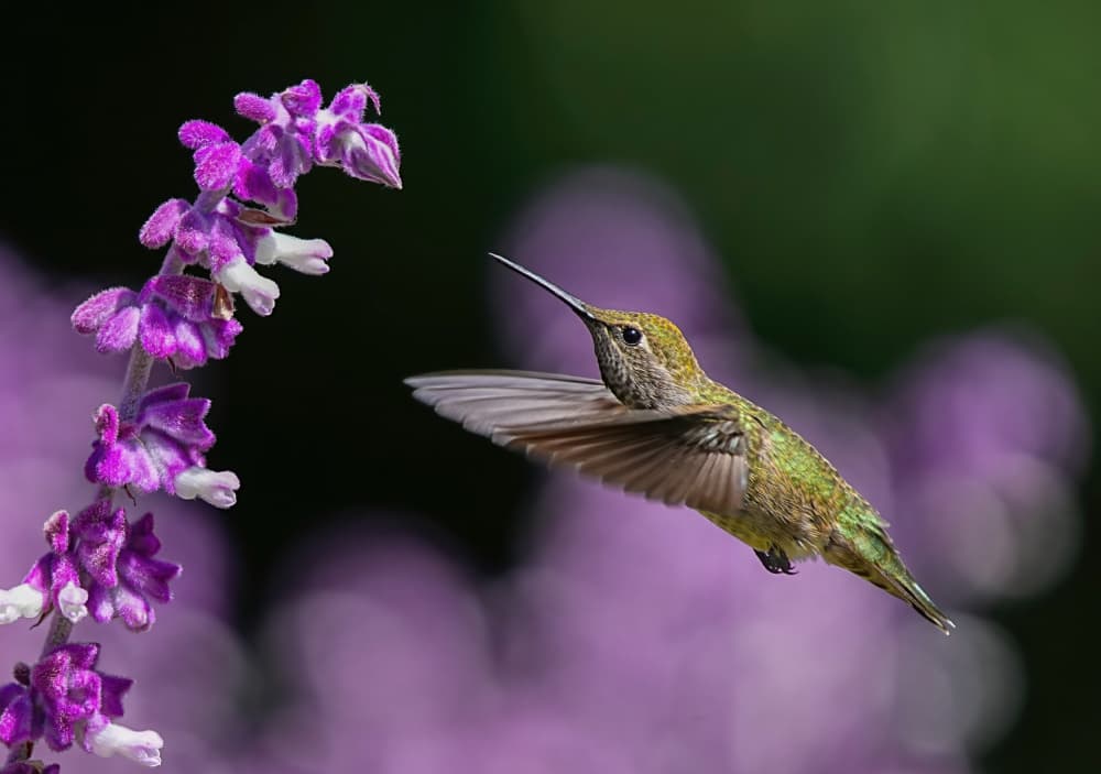 Hummingbird Purple Flower by Xiaojian Huang — canvas wall art