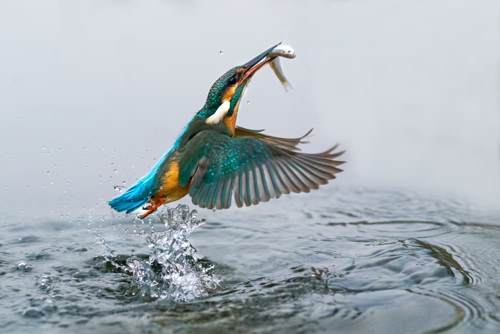 Blue Kingfisher's Catch by Petar Sabol — canvas wall art