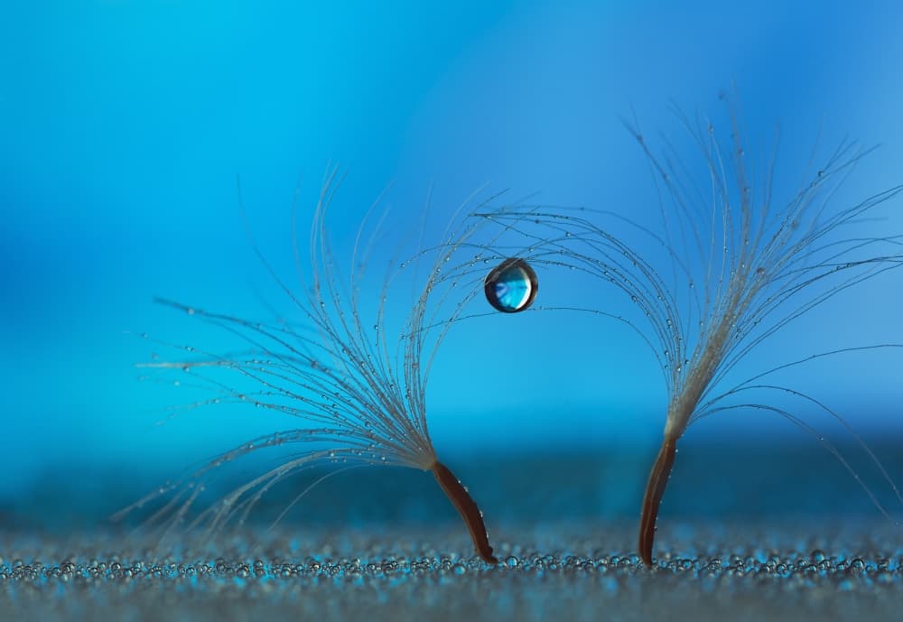 Blue Dewdrop Dandelion by Heidi Westum — canvas wall art