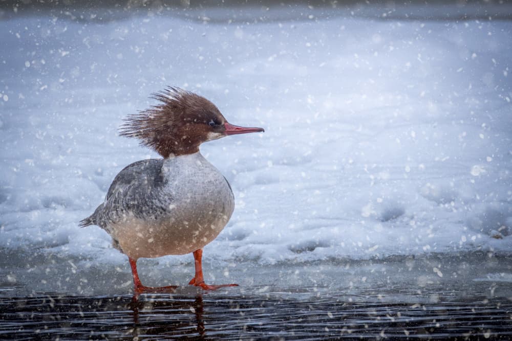 Winter Merganser in Snow by Kimberly — canvas wall art