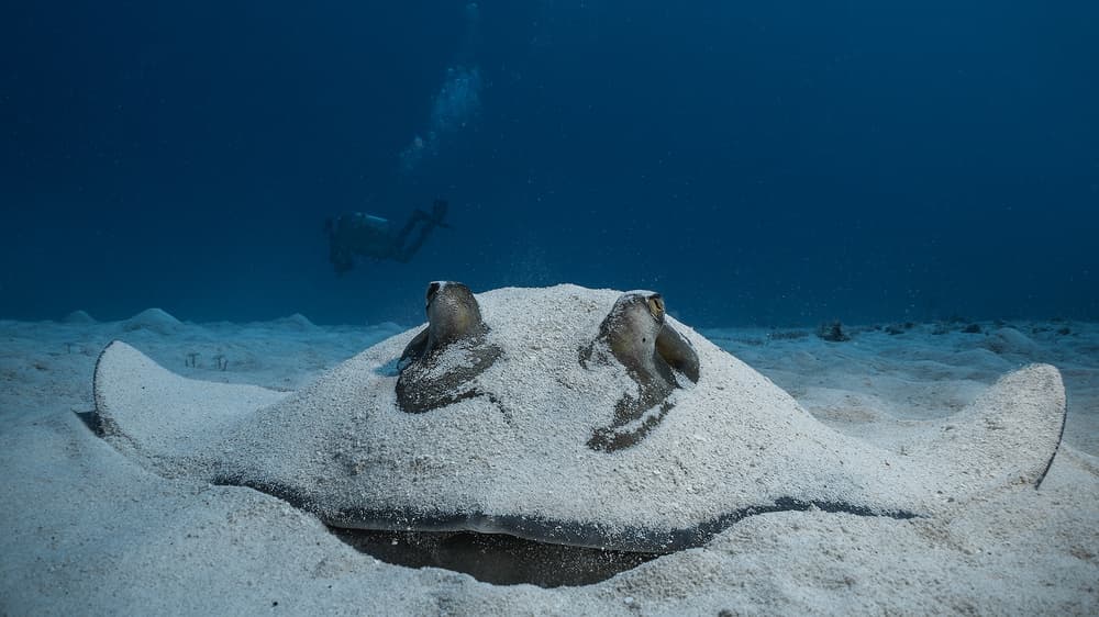 Stingray With Ocean Diver by Jennifer Lu — canvas wall art