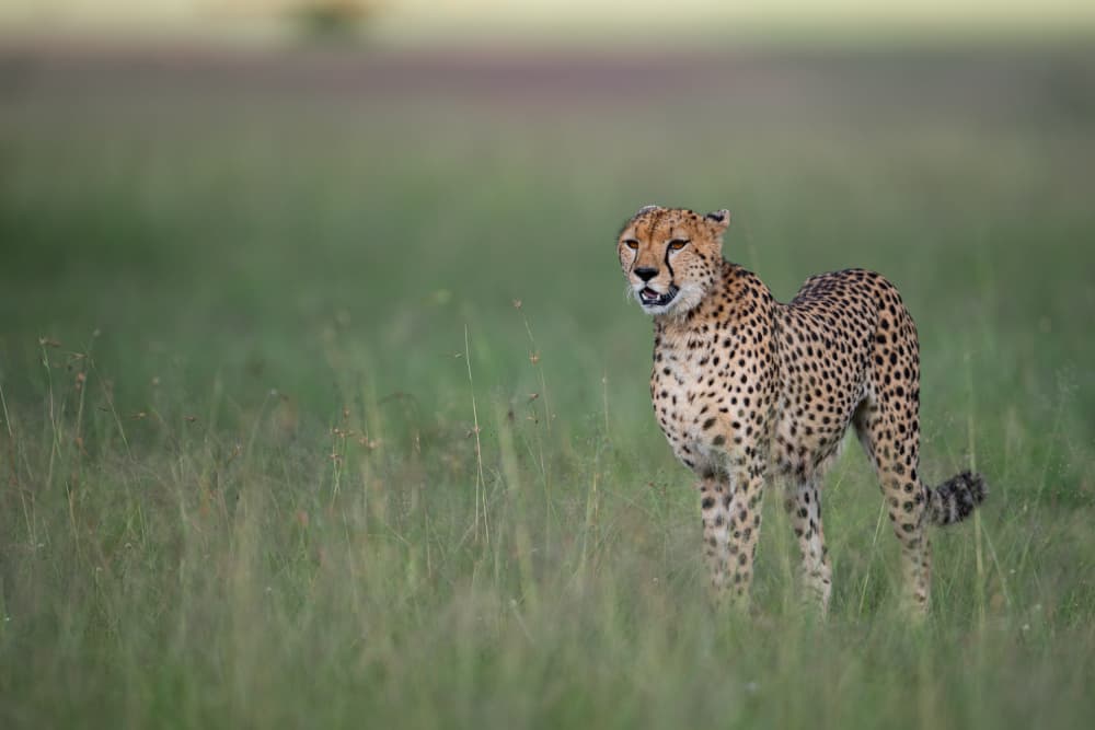 Wild African Cheetah by Bjoern Alicke — canvas wall art