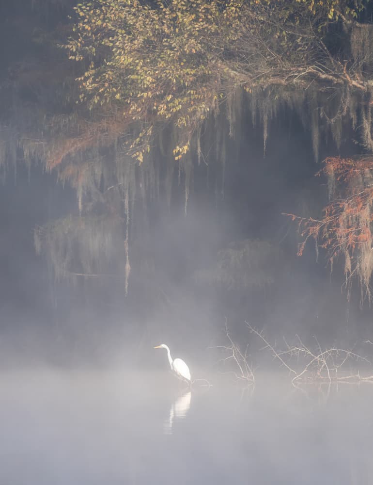 Misty Morning Egret by Willa Wei — canvas wall art