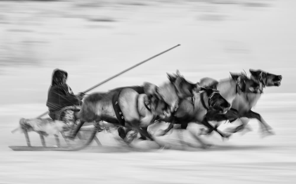 Arctic Reindeer Race by Andrey Snegirev — canvas wall art