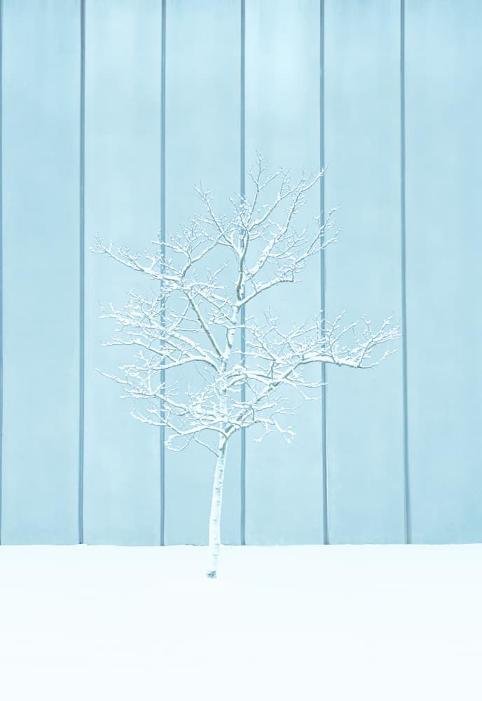 Frosted Tree Blue Wall by Yanny Liu — canvas wall art