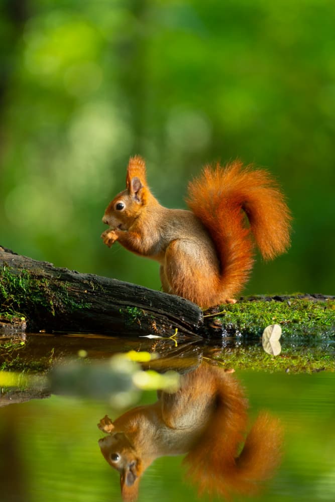 Red Squirrel Reflection by Tibor Sörös — canvas wall art