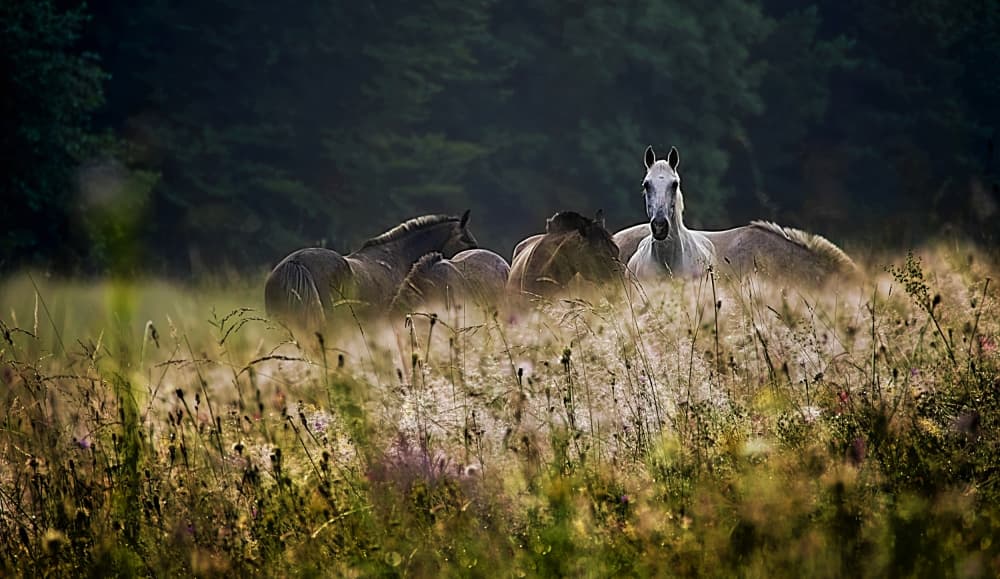 Misty Morning Wild Horses by Milan Malovrh — canvas wall art