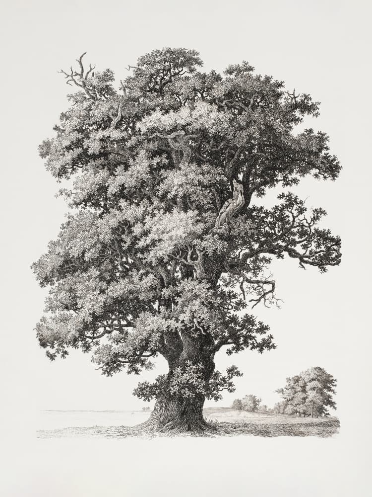 Tree studies After Nature With Regard To Landscape Drawing by S.h. Petersen — canvas wall art