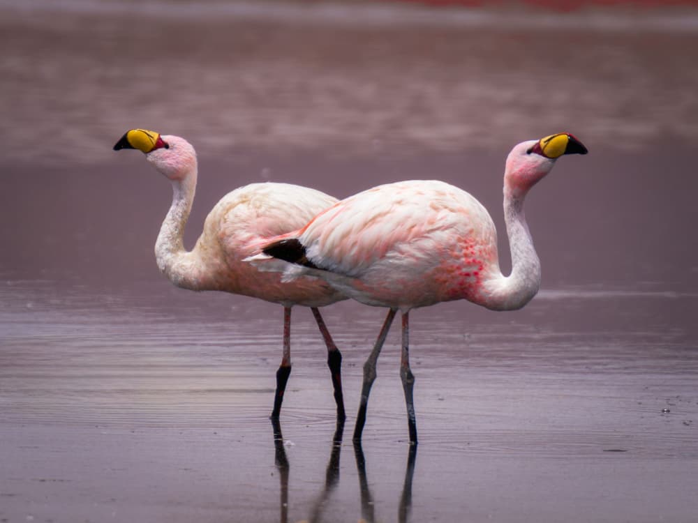 Pink Flamingos Reflections by Junhao Wang — canvas wall art