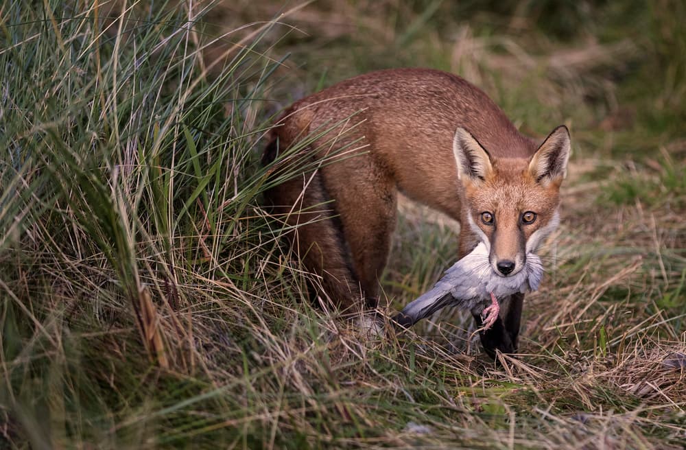 Red Fox With Prey by Hugh Wilkinson — canvas wall art