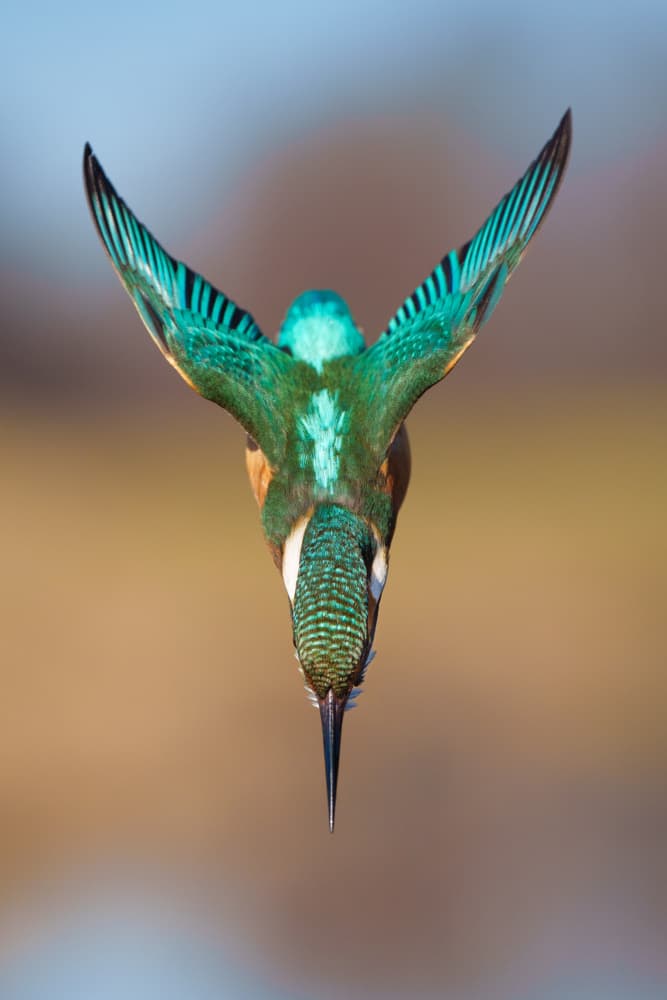 Vibrant Kingfisher Dive by Petar Sabol — canvas wall art