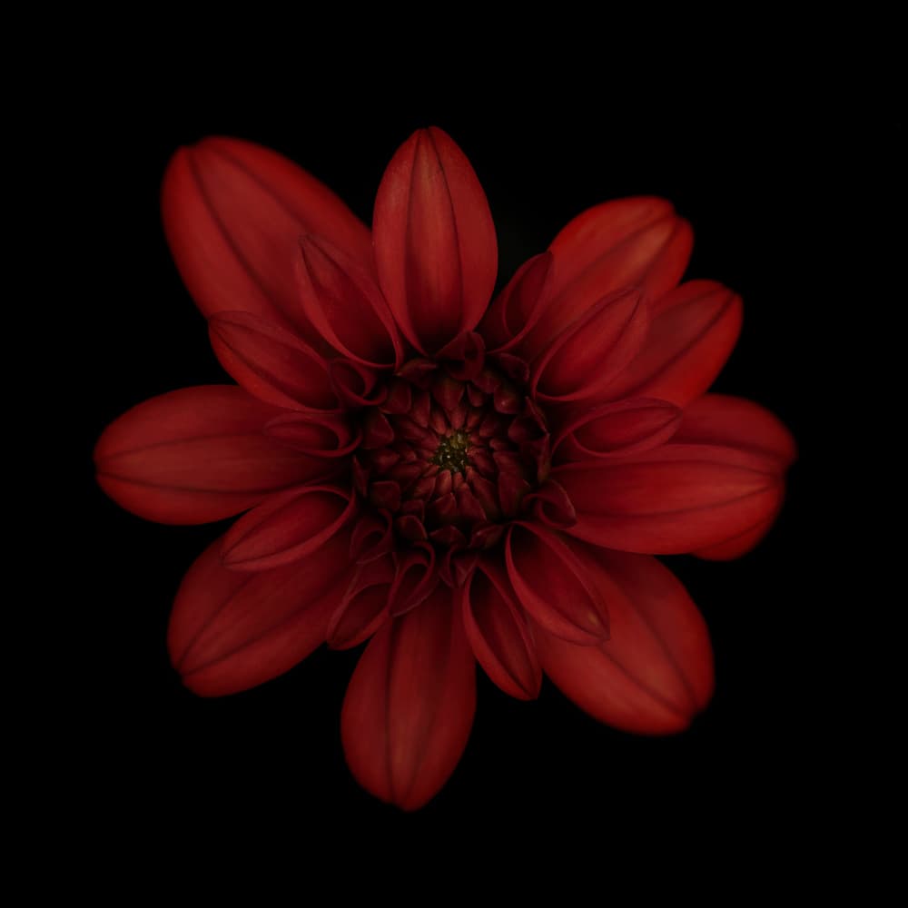 Dark Red Dahlia Bloom by Lotte Grønkjær — canvas wall art