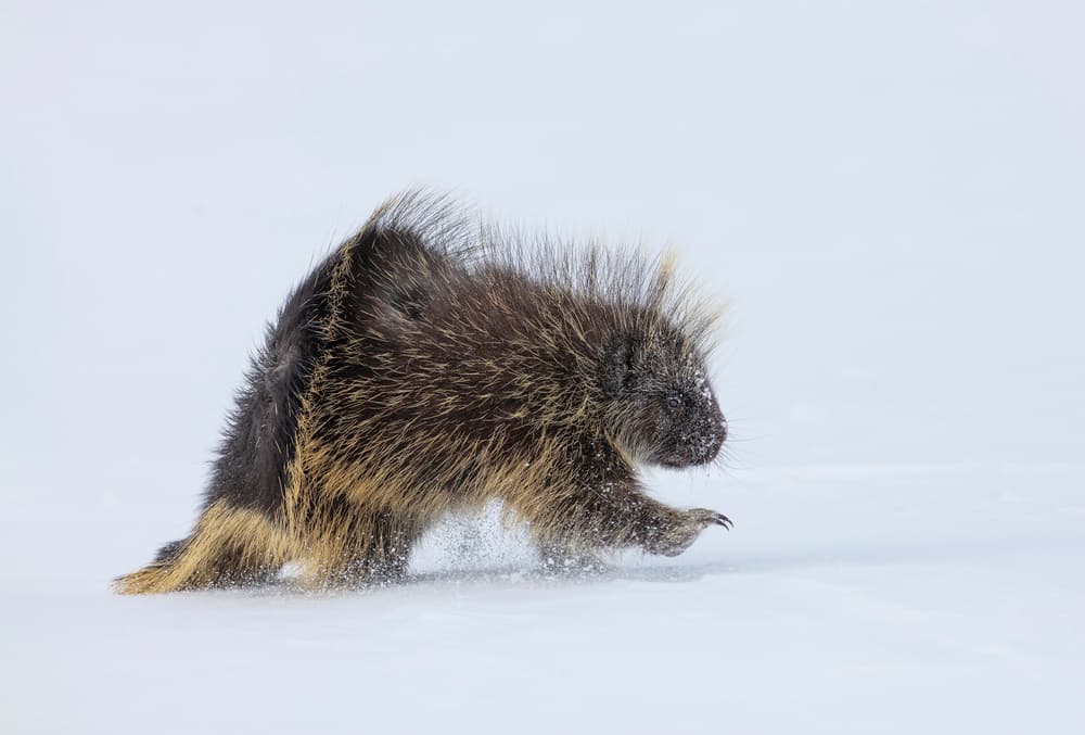 Winter Porcupine Sprint by Peter Stahl — canvas wall art