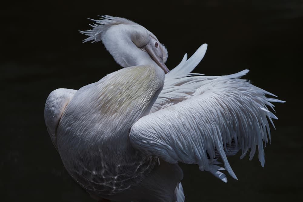 Graceful Pelican Preening by Takayuki Nakatsuka — canvas wall art