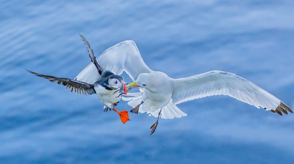 Puffin and Gull Struggle by James Bian — canvas wall art