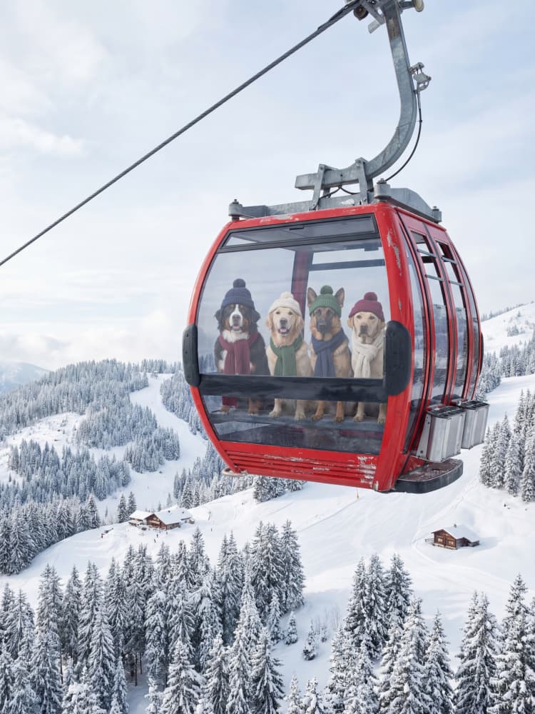 Winter Dog Mountain Adventure by Andreas Magnusson — canvas wall art