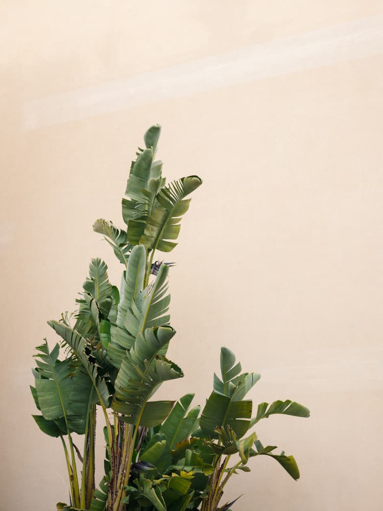 Botanical Cannes by Raisa Zwart — canvas wall art