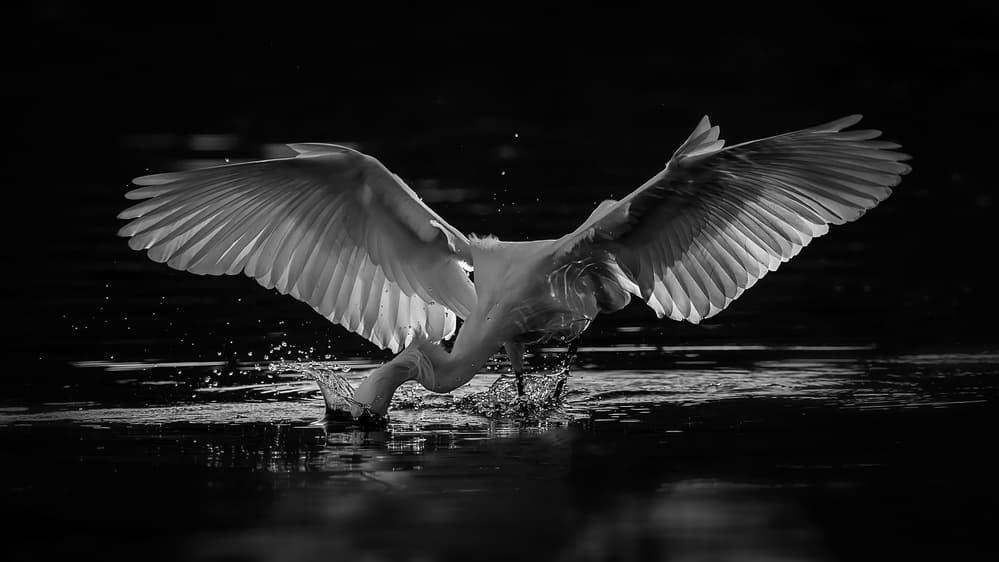 Wings Over Water by David H Yang — canvas wall art
