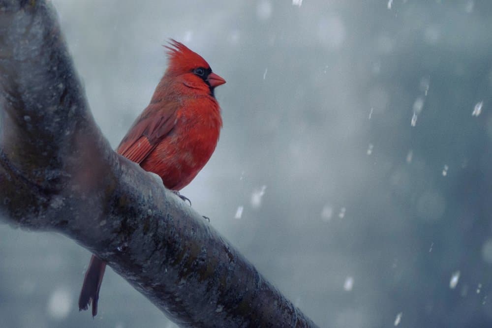 Red Cardinal Snowfall by Qing Zhao — canvas wall art