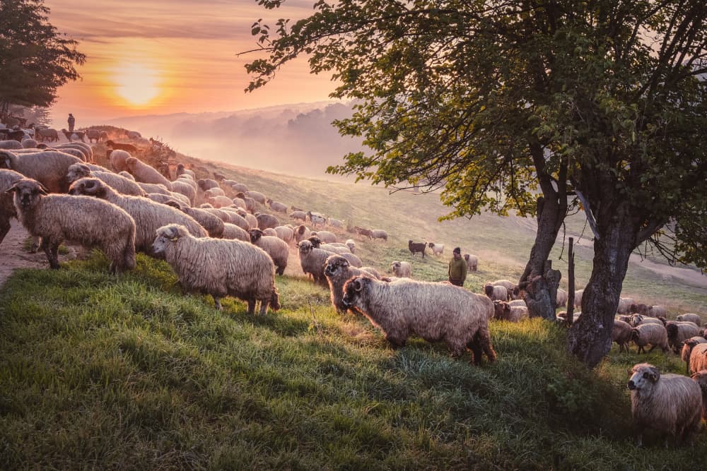 Misty Morning Flock by Sebastian Prioteasa — canvas wall art