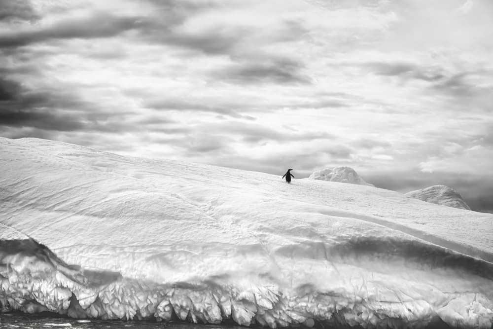 Penguin on Snowy Horizon by Michel Groleau — canvas wall art