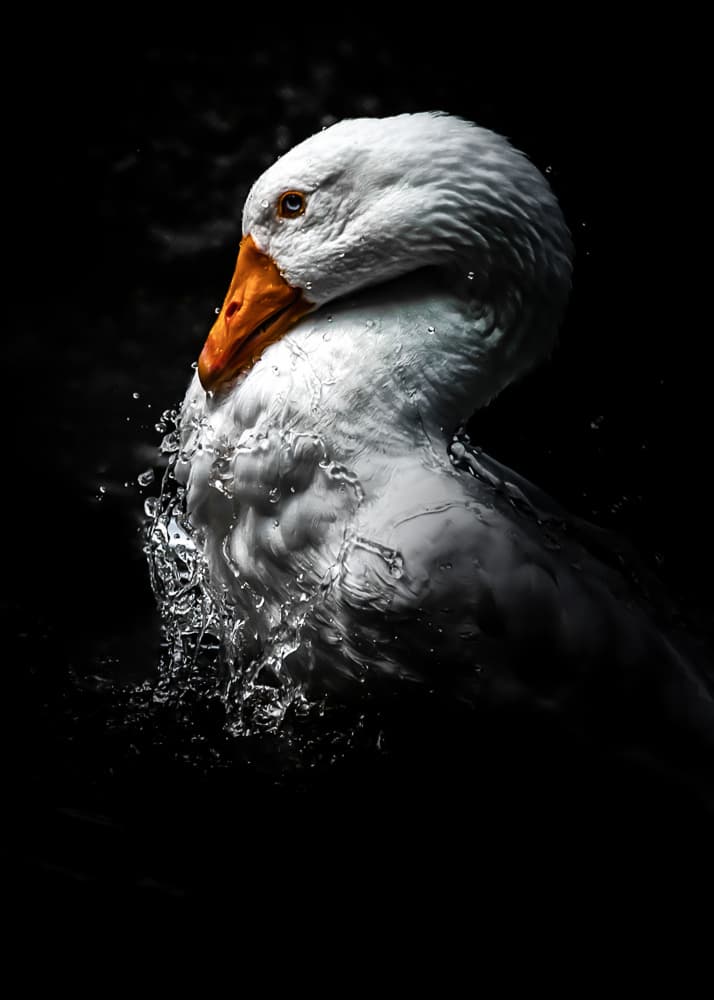 Dynamic White Goose by Toni Fidanza — canvas wall art