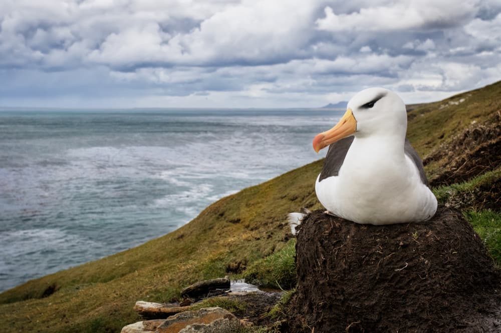 Albatross Overlooking Ocean by Amy Marques — canvas wall art