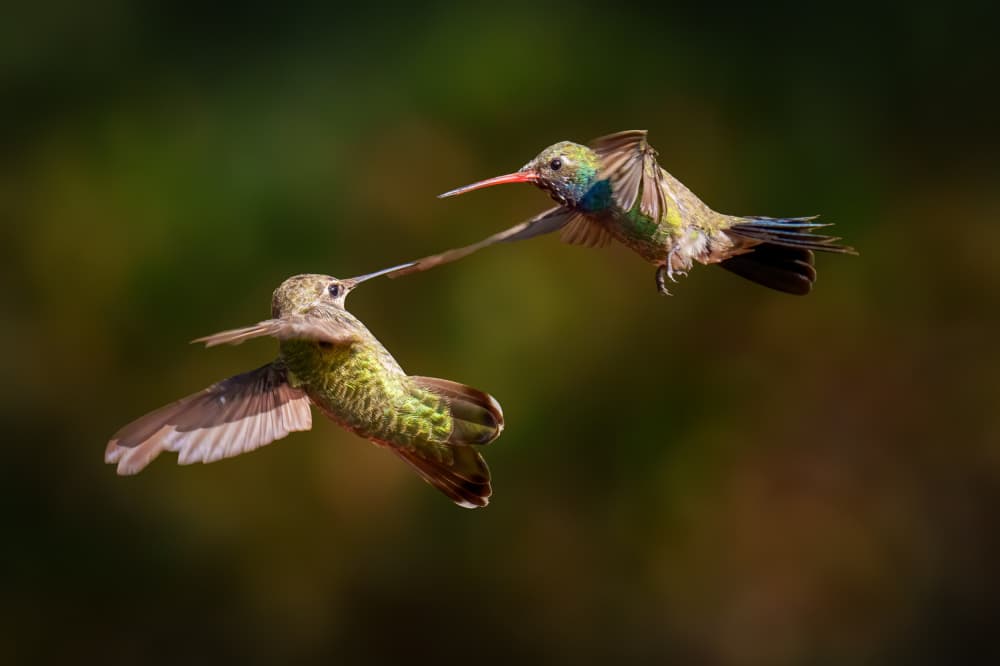 Hummingbirds Beak to Beak by Serena Duan — canvas wall art