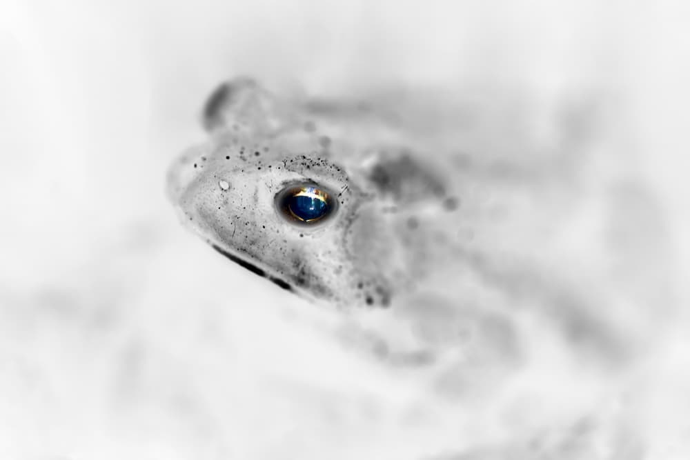 Blue Eye Frog by Alex Zhao — canvas wall art