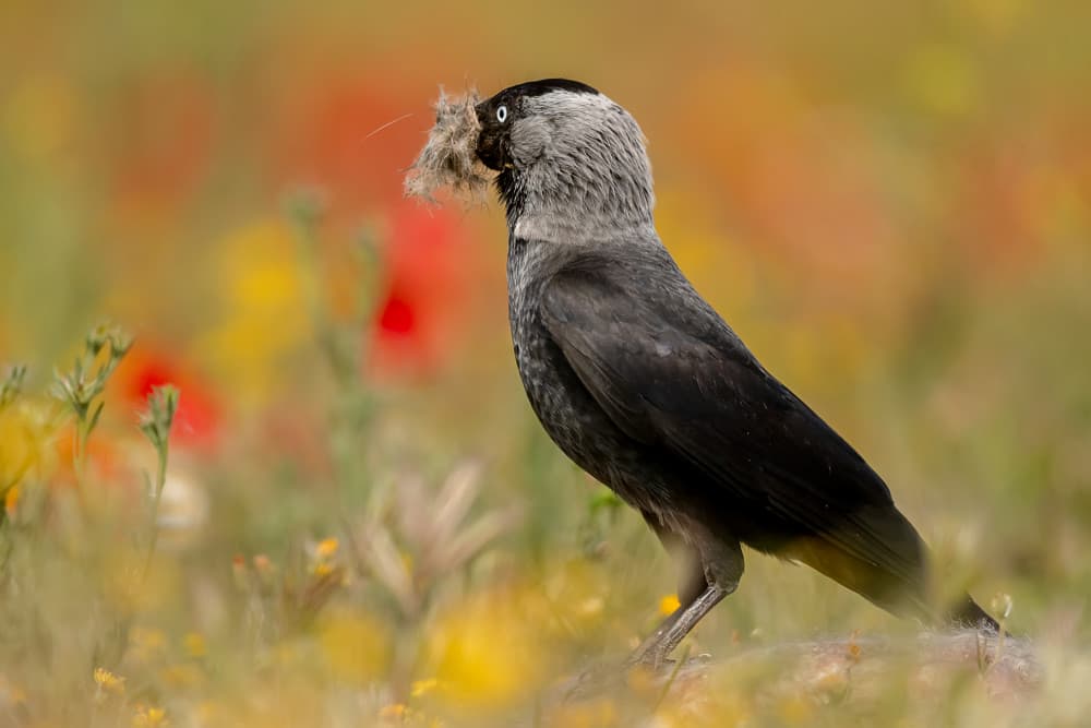 Jackdaw Nesting in Flowers by Joan Gil Raga — canvas wall art