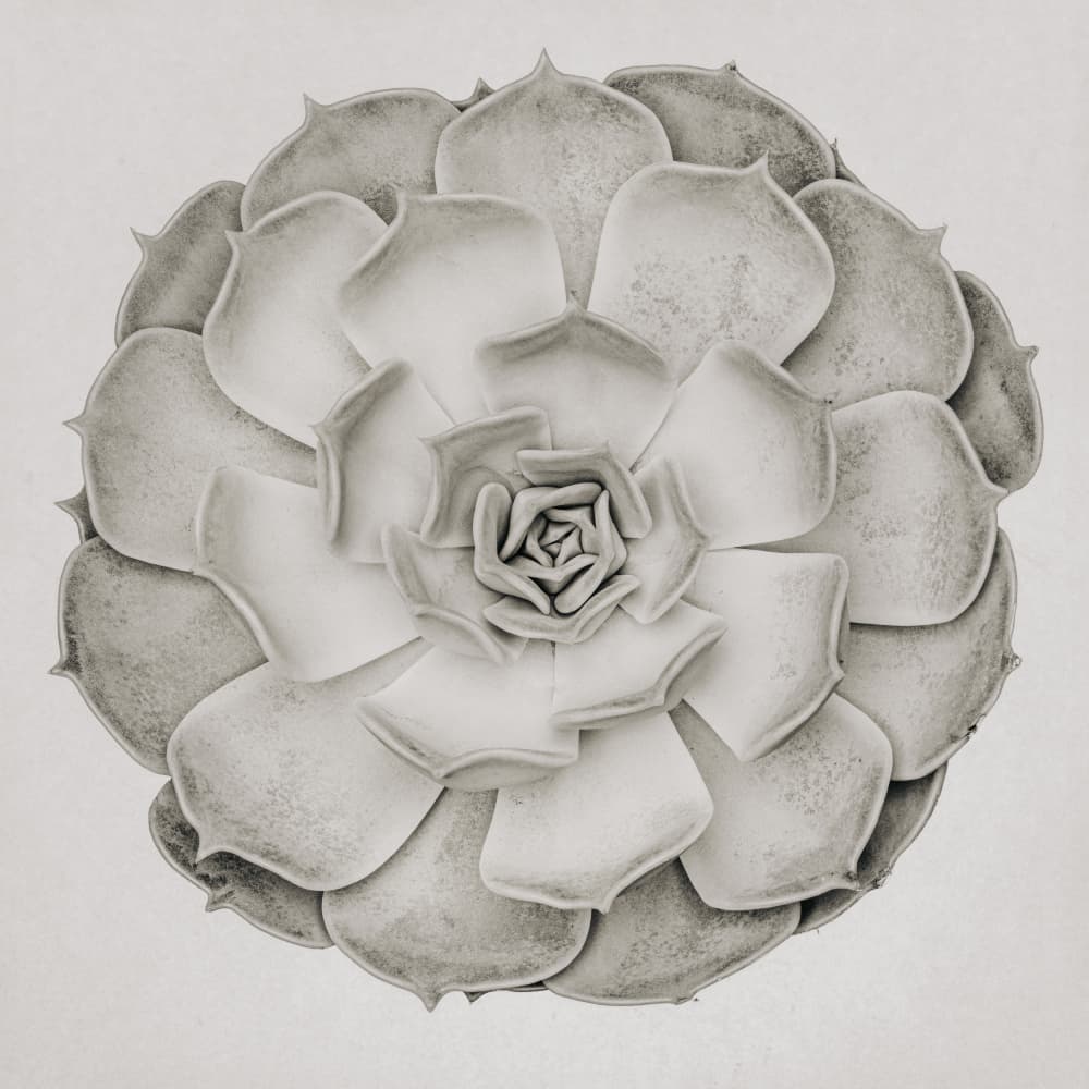 Monochrome Succulent Rosette by Pictufy Studio III — canvas wall art