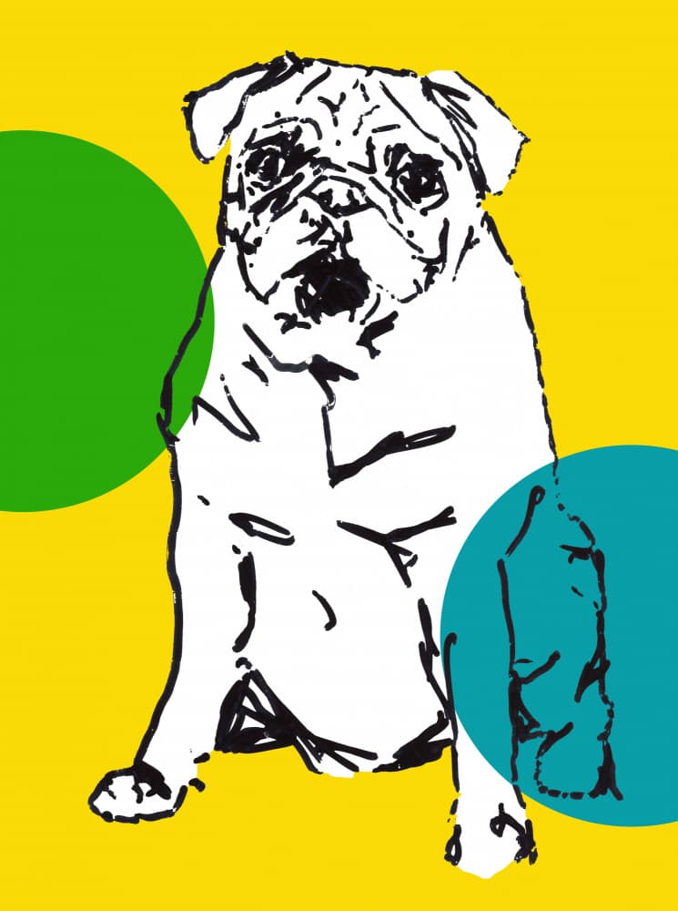 Playful Pug Pop by casa cartissi — canvas wall art