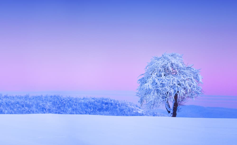 Serene Snowy Tree by Bess Hamiti — canvas wall art