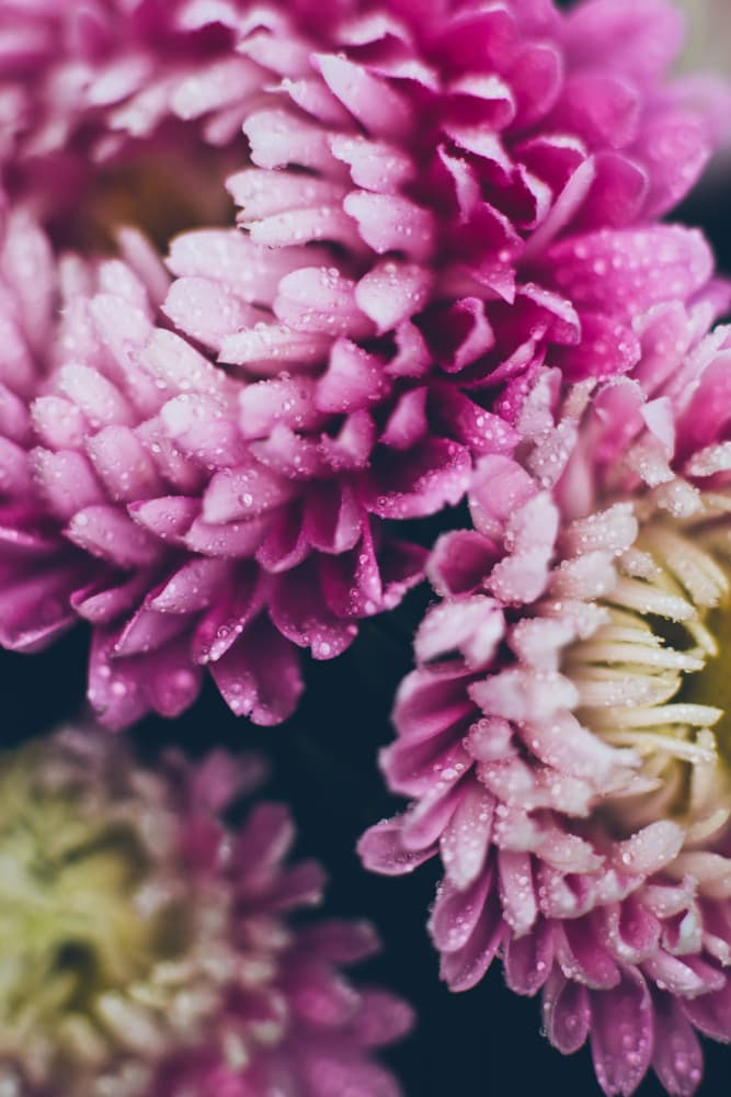 Pink Dewy Blossoms by Javier Pardina — canvas wall art