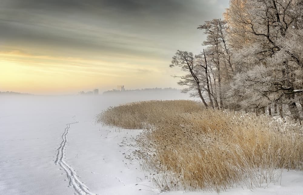 Golden Winter Reeds by Keijo Savolainen — canvas wall art