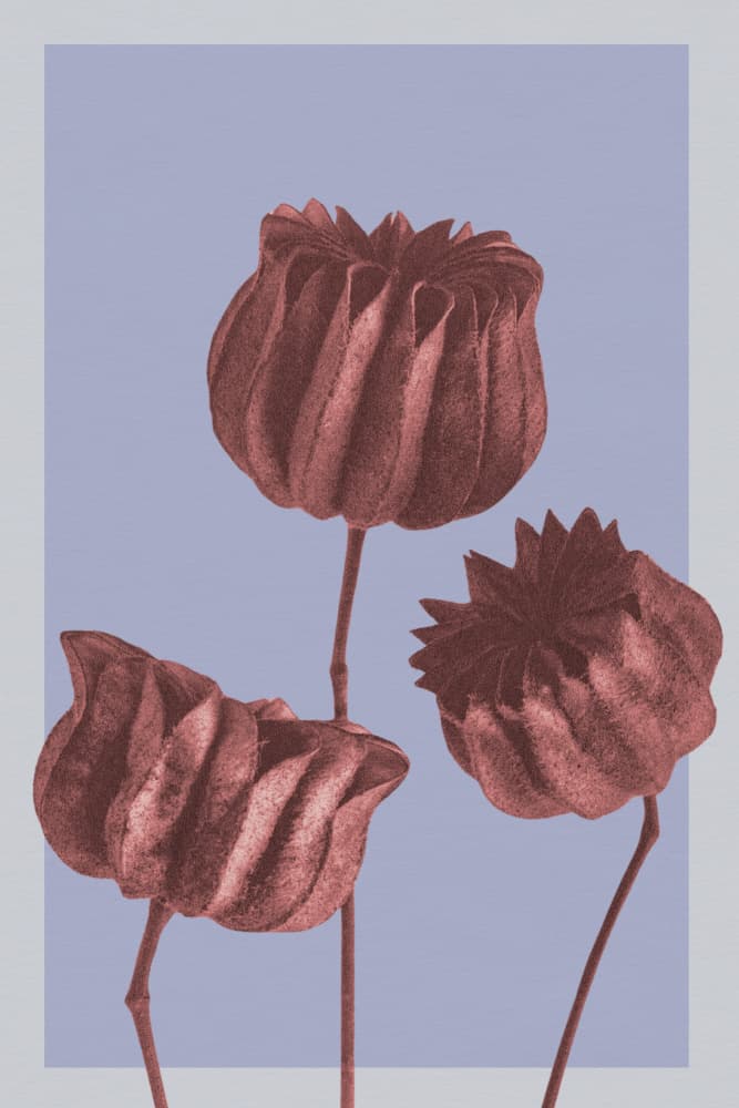 Muted Botanical Pods by Wild Violets — canvas wall art