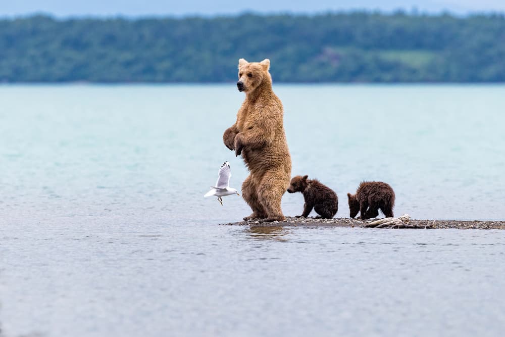 Mama Bear and Cubs by Mike Centioli — canvas wall art