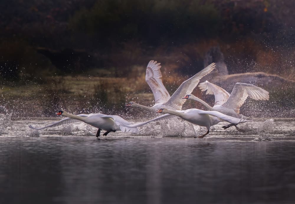 Swans Taking Flight by Judy Tseng — canvas wall art