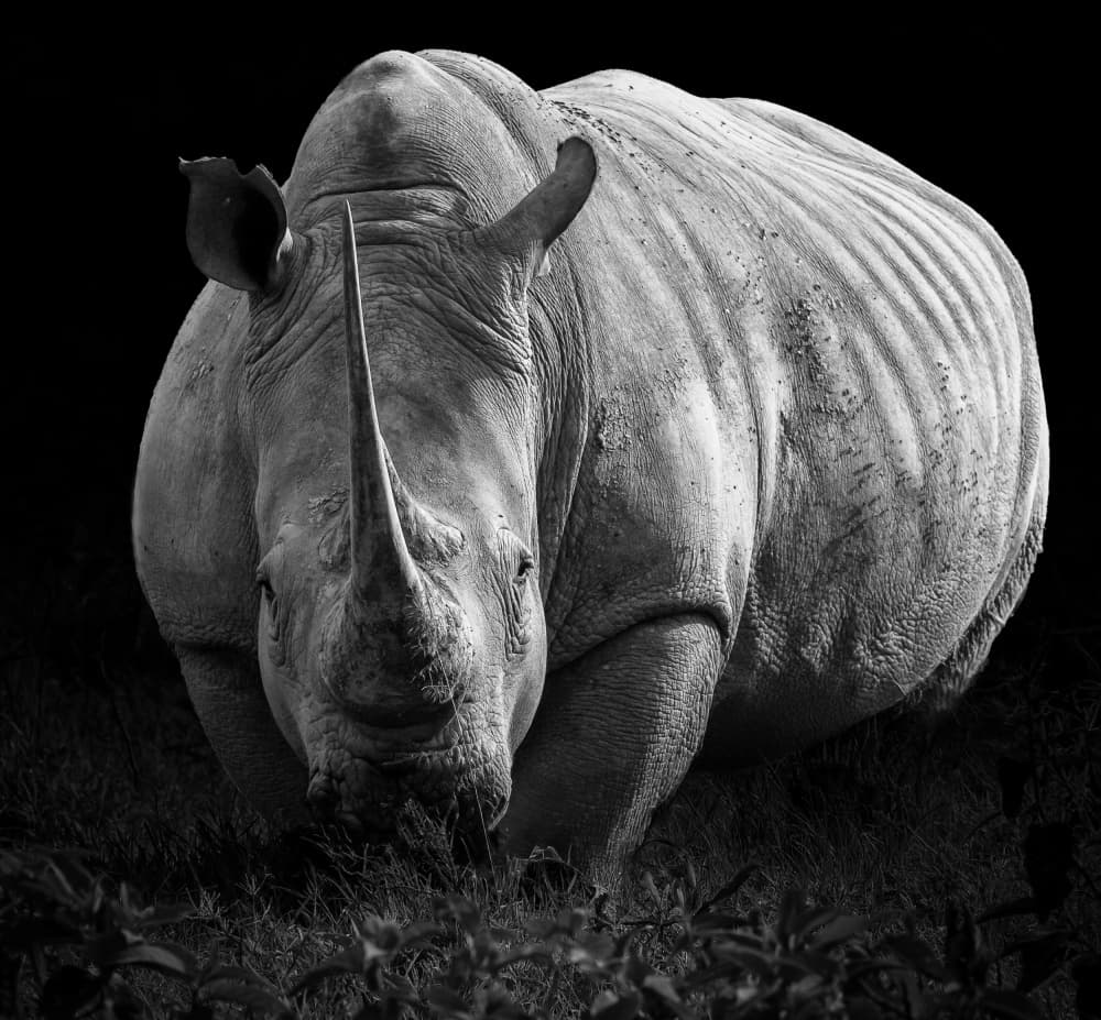 Powerful Rhino Portrait by Jie Jin — canvas wall art