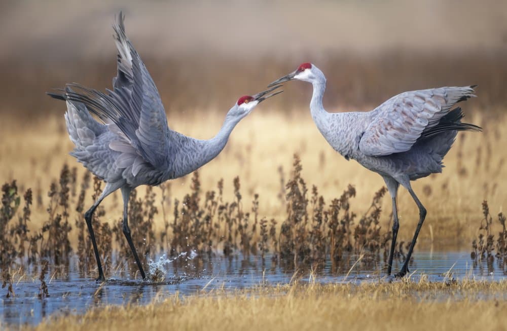 Dancing Sandhill Cranes by Joan Zhang — canvas wall art