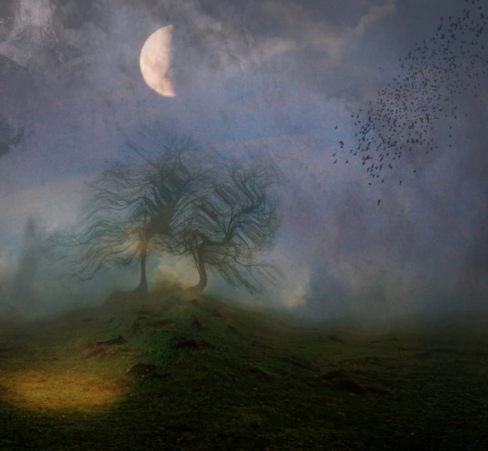 Misty Moonlit Trees by Robert Fabrowski — canvas wall art