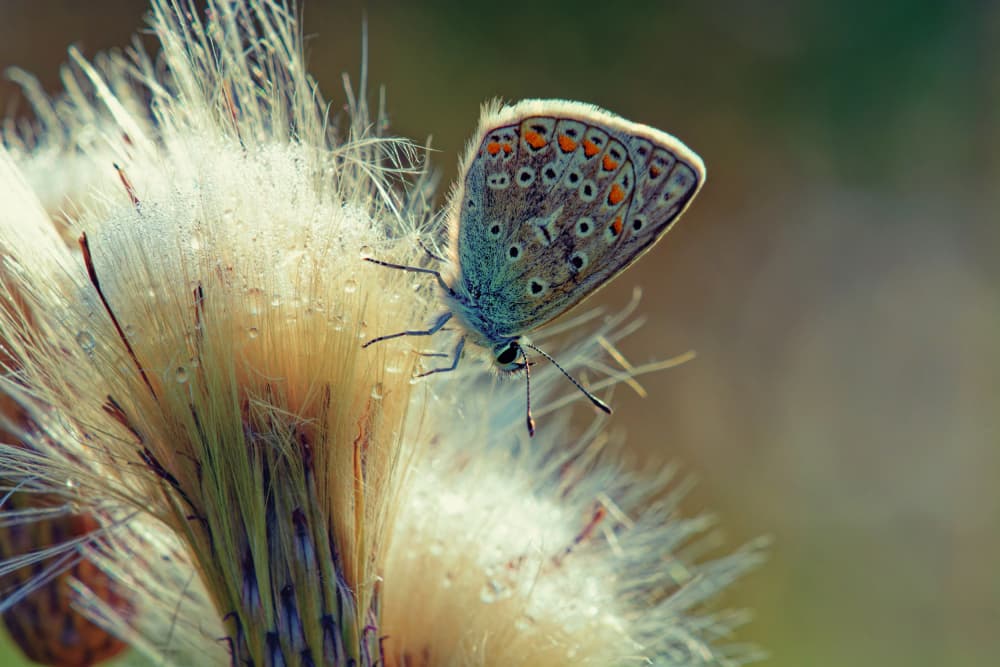 Blue Butterfly with Dewdrops by Konstantin Selezenev — canvas wall art