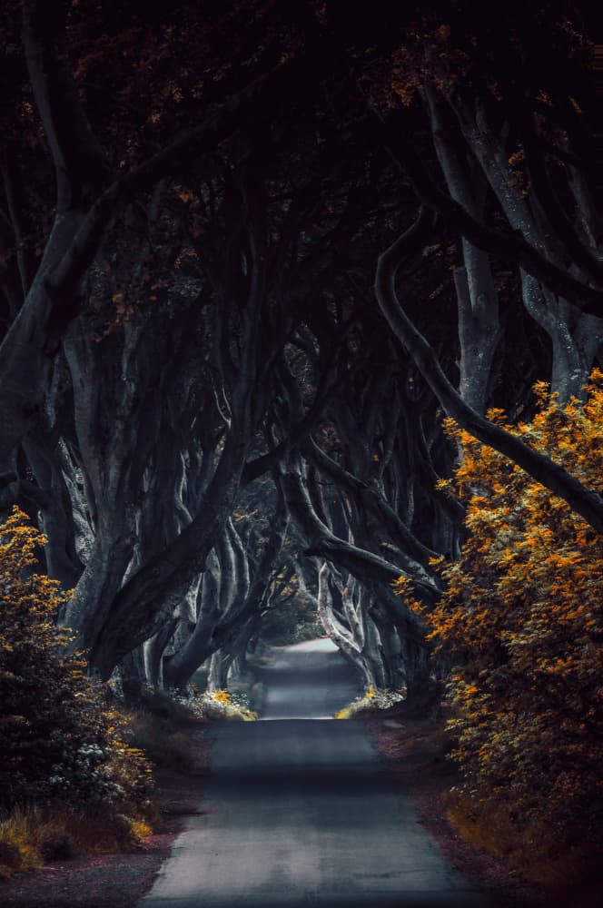 Enchanted Tree Tunnel by Srecko Jubic — canvas wall art