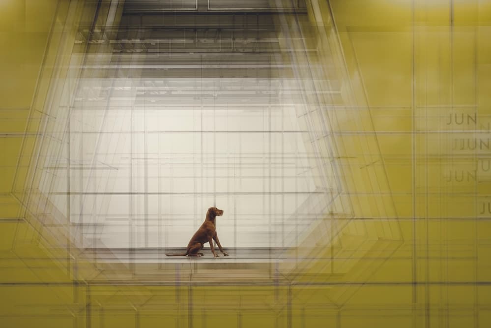Dog in Golden Grid by Heike Willers — canvas wall art