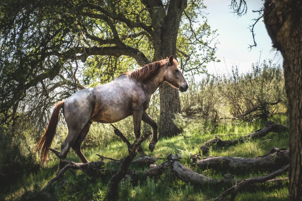 Wild Horse in Forest by Tim Mossholder — canvas wall art