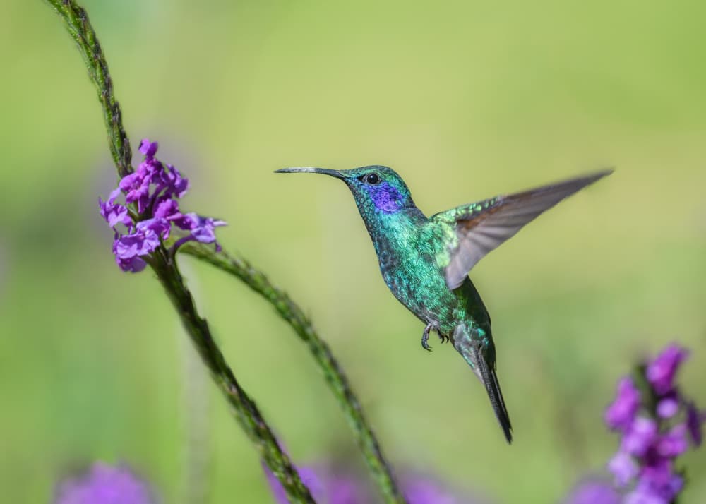 Green Hummingbird Hovering by Li Chen — canvas wall art