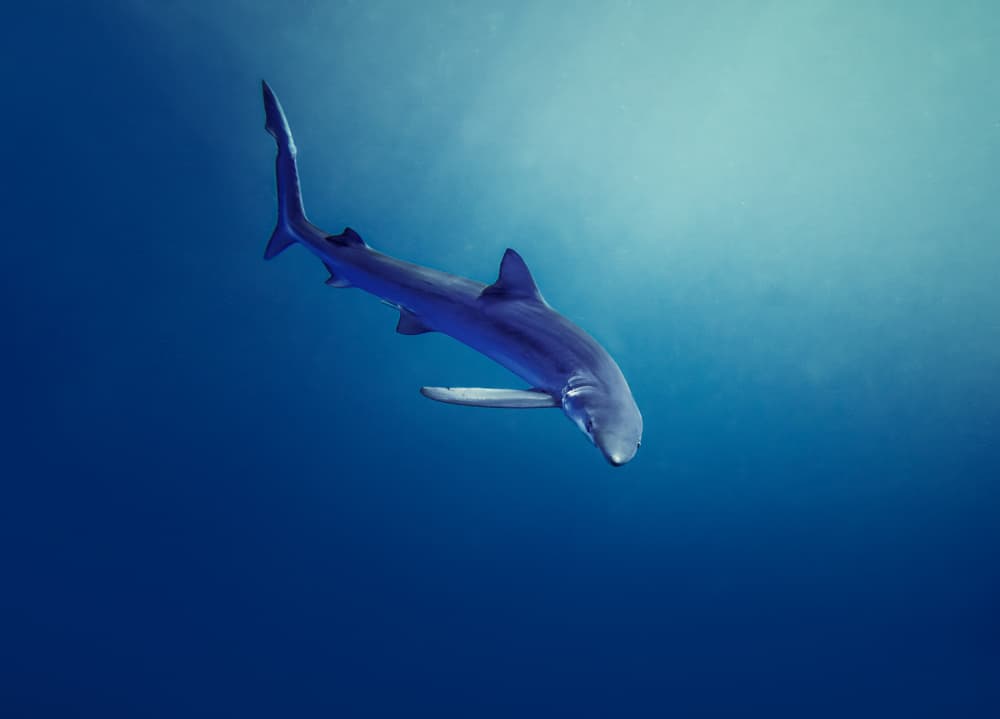 Deep Ocean Blue Shark by Fernando Abreu — canvas wall art