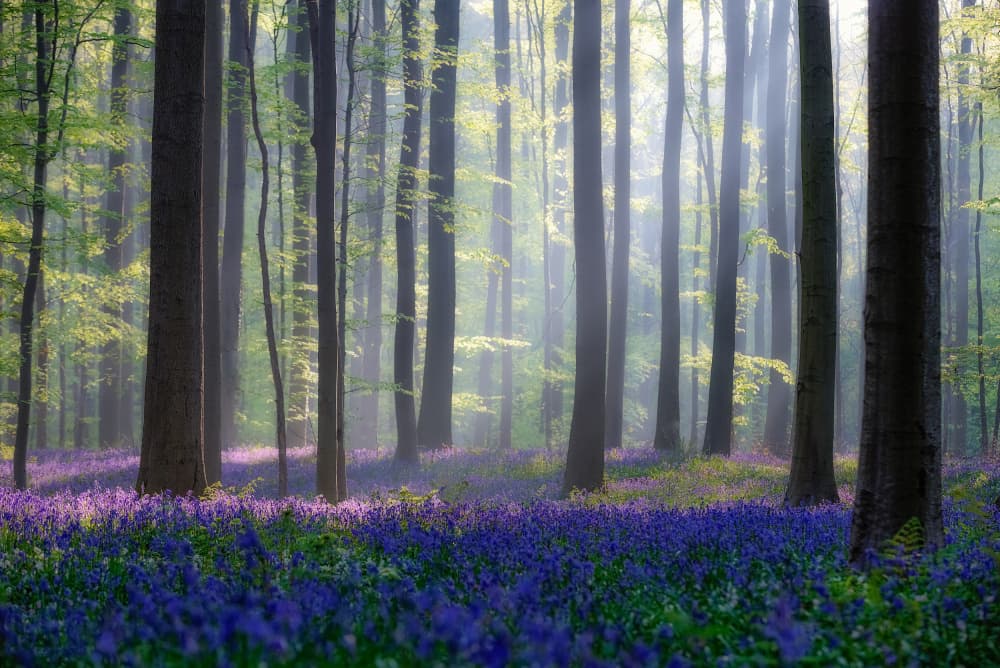 Misty Bluebell Forest
