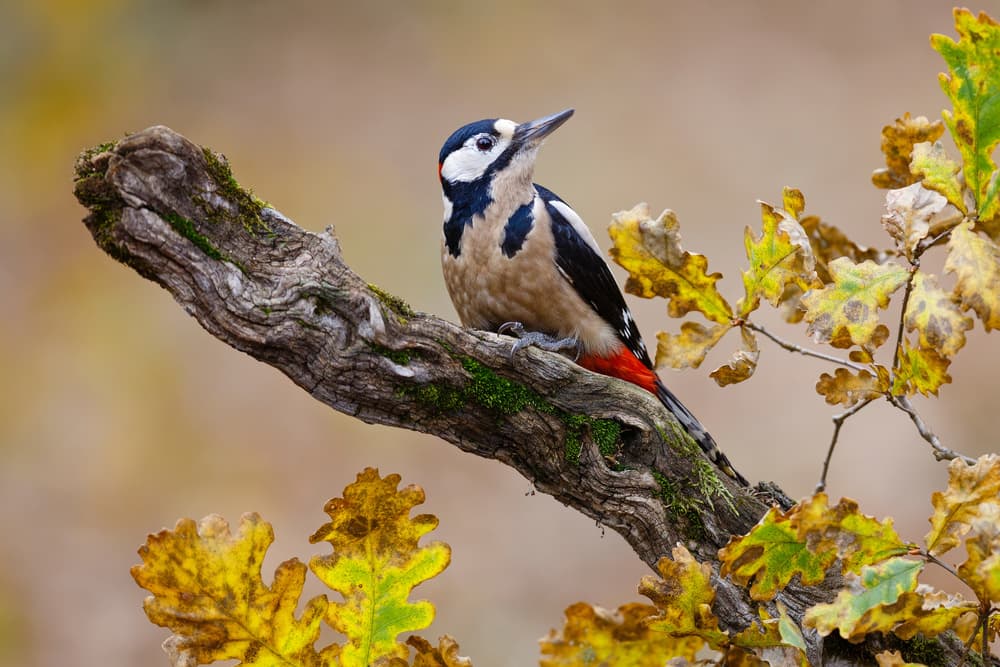 Autumn Woodpecker by Mario Suárez — canvas wall art